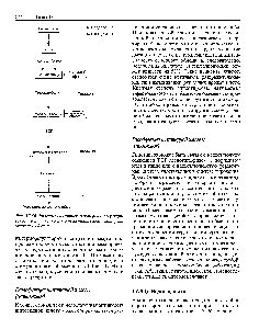 Рис. 17.54. Участие различных факторов в регуляции секреции тироксина и в гомеостатическом контроле основного обмена.