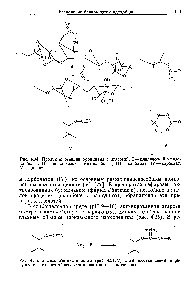 Рис. 4.35. Взаимодействие цианата (рис. 4.34, V) с аминосоединением, в результате <a href="/info/1493562">которого образуются</a> производные изомочевины.
