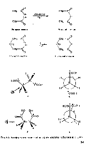 Рис. 8.5. <a href="/info/8805">Конформации молекулы</a> <a href="/info/8011">янтарной кислоты</a>. Объяснение в тексте.