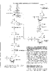 Рис. 22-19. Путь биосинтеза иТР и СТР (через образование оротидиловой кислоты). РЕРР-5 -<a href="/info/612168">фосфорибозил</a>-1 -пирофосфат.