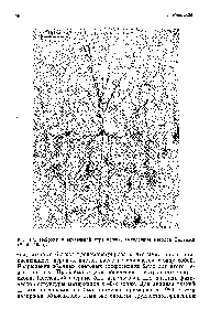 Рис. 1.4. Нейроны в <a href="/info/99615">зрительной коре</a> кошки, <a href="/info/1099966">выявленные методом</a> Гольдж (ЗЬоИ, 1956).