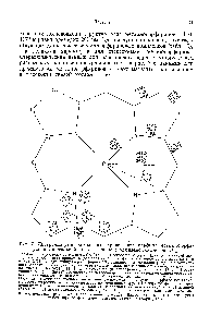 Рис. 7. <a href="/info/15841">Диаграмма углерод</a>-азотного каркаса <a href="/info/1264953">ядра порфина</a> металлопорфиринов для реальной или эффективно соблюдаемой симметрии D,. 