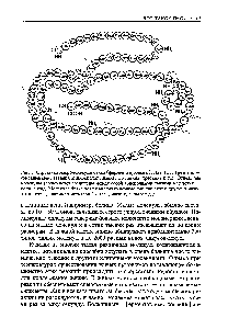Рис. 3. <a href="/info/77560">Структура макромолекулы</a> белка (<a href="/info/1648655">фермента нуклеазы</a>). Лиз, Глу, Тре и т.д. — сокращенные названия аминокислот лизина, глутамина, треонина и т.д. <a href="/info/362978">Отдельные молекулы</a> аминокислот соединены между <a href="/info/1795776">собой</a> <a href="/info/917">водородными связями</a> в цепочку — полипептид. <a href="/info/97382">Молекула белка</a> может включать помимо аминокислот и <a href="/info/101404">другие молекулы</a> и атомы, например металлов (железа, магния, серы и т.д.)
