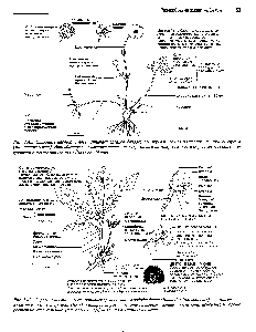 Рис. 2.43. Строение цветка и <a href="/info/1277482">вегетативных органов</a> дикого рододендрона (Rhododendron ponti um) — вечнозеленого двудольного кустарника. Исходно интродуцированное, это растение успешно акклиматизировалось и хорошо растет на <a href="/info/1389405">кислых почвах</a> (песчаных и торфяных), на пустошах и в лесах.