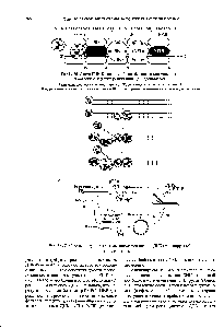 Рис. 14.16. Схема ДНК-белкового и белок-<a href="/info/32732">белкового взаимодействия</a> в области <a href="/info/32949">инициации репликации</a> ДНК аденовируса.