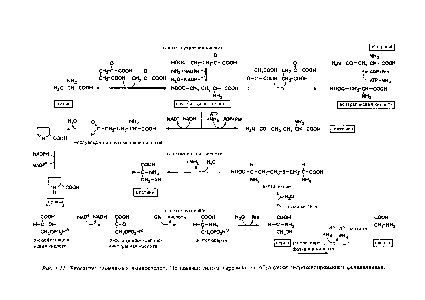 Рис. - . <a href="/info/326989">Биосинтез заменимых аминокислот</a>. Не <a href="/info/1903328">показан</a> синтез тирозина он образуется гидрокснлированием фенилаланина.
