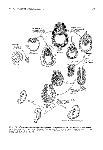 Рис. 17.11. <a href="/info/376711">Схематическое изображение</a> раннего эмбриогенеза мыши показаны остановки развития, наблюдаемые у эмбрионов, гомозиготных по некоторым мутациям локуса Т. (По Bennett D., 1975. ell, 6, 441.)