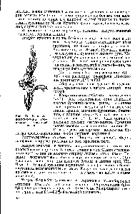 Рис. 72. Гладиолус, поврежденный гусеницами капустной совки
