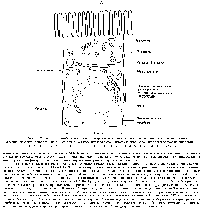 Рис. 8-1. <a href="/info/376711">Схематическое изображение</a> основных внутриклеточных компартментов типичной <a href="/info/104262">животной клетки</a>. Цитозоль, <a href="/info/105632">эндоплазматический ретикулум</a>. аппарат Г ольджи. ядро, митохондрия, энлосома. лизосома и пероксисома представляют <a href="/info/1795776">собой</a> индивидуальные