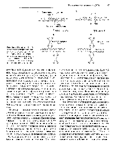 Рис. 4.6. ДНК-лигаза Т4 образует <a href="/info/33459">фосфодиэфирные связи</a> между 5 -фосфатными и 3 -<a href="/info/5243">гидроксильными группами</a> в месте разрыва в остове двухцепочечной ДНК. А. Ли-гирование липких концов. Б. Лигирование тупьгх концов.