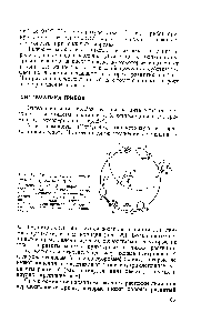 Рис. 29. <a href="/info/105511">Схема цикла</a> развития низшего гриба-оомицета