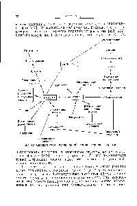 Фиг. 10. <a href="/info/626677">Сводная схема превращений</a> глицина, серина и саркозина.