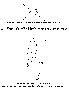 Рис. 11-31. <a href="/info/1443413">Механические свойства геля</a> из <a href="/info/1339102">актиновых филаментов</a>, образованного с <a href="/info/213921">помощью белков</a>, сшивающих актин. Гель противостоит резким деформациям (Б), так как сшивающие белки не успевают отделиться от <a href="/info/1339102">актиновых филаментов</a>. Сопротивление медленным деформациям гораздо слабее сшивающим белкам хватает времени, чтобы диссоциировать и вновь связаться с <a href="/info/1339102">актиновыми филаментами</a> в других