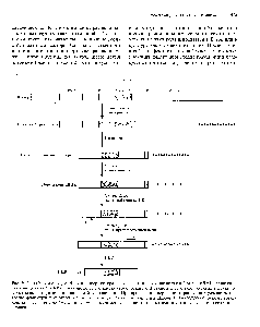 Рис. 20.29. Продолжение) Б. В полилипкер вектора для <a href="/info/200628">улавливания экзонов</a> встроен фрагмент ДНК человека, и эта конструкция введена в <a href="/info/104367">эукариотическую клетку</a> (трансфекция). В данном случае экзон содержит функциональные акцепторный и донорный <a href="/info/1350864">сайты сплайсинга</a>. При <a href="/info/33313">процессинге первичного транскрипта</a> <a href="/info/1633456">удаляются интроны</a>, фланкирующие экзон А, и он оказывается между экзонами 1 и 2. Длина ПЦР-продукта обратного транскрипта показывает, пойман ли искомый экзон между экзонами 1 и 2 и, следовательно, содержит ли его данная вставка.