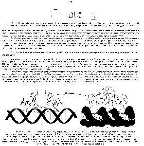 Рис. 9-11. <a href="/info/33265">Специфическая последовательность</a> ДНК, узнаваемая сго-<a href="/info/199824">белком бактериофага</a> лямбда. Выделенные цветом нуклеотиды в этой <a href="/info/1474203">последовательности расположены</a> симметрично, что позволяет половине димерного белка распознавать каждую половину данного сайта.