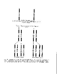 Рис. 36. Искусственное изменение одного-единственного основания (в данном случае аденин превращен в гипоксантив) может повлечь за собой изменение триплета (ТАЦ— ТГЦ) и тем самым включение неправильной аминокислоты в <a href="/info/1009208">ферментный</a> белок.