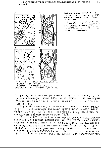 Рис. 3.1. <a href="/info/325342">Схема строения</a> дреае-си11ного вещества вторичной оболочки клеточной стенки березовой древесины [7].