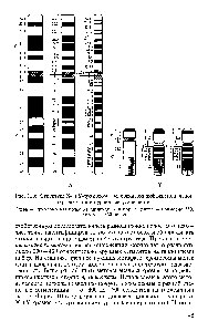 Рис. III.6. Структура X- и Y-<a href="/info/105675">хромосомы человека</a> при дифференциальной окраске с тремя уровнями разрешения 