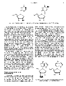 Рис. 34.12. <a href="/info/178389">Структура аденозин</a>-З -монофосфата (слева) и 2 -дезоксиаденозин-5 -монофосфата (справа).