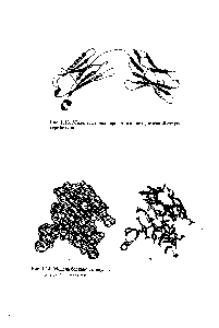 Рис. 1.13. Модель, дающая представление о <a href="/info/810461">доменной структуре</a> белков
