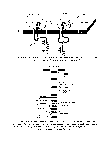 Рис. 8-53. К-связанное гликозилирование белков в ЭР. Почти тотчас после того, как <a href="/info/31816">полипептидная цепь</a> попадает в просвет ЭР, она гликозилируется по доступным остаткам аспарагина. Олигосахарид, показанный на рис. 8-52. переносится к аспарагину как целая единица эту