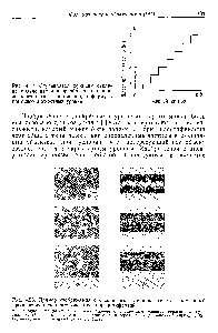 Рис. 4.55. <a href="/info/928214">Пример изображения</a> с дискретными уровнями серого, <a href="/info/1545758">полученный преобразованием</a> <a href="/info/39483">аналогового сигнала</a> в цифровой.