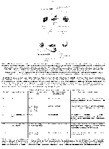 Рис. 18-58. Роль <a href="/info/1696521">двух</a> вспомогательных <a href="/info/327089">рецепторных белков</a>, расположенных наповерхности Т-кпеток. Гликопротеин D8 на цитотоксических Т-<a href="/info/1396944">клетках связывается</a>, по-ви димому, с молекулами МНС класса I, а гликопротеин D4 на Т-хелперах - с молекулами МНС класса II. Полагают, что в обоих случаях происходит связывание с невариабельными <a href="/info/445072">частями молекул</a> МНС. Эти белки <a href="/info/508838">межклеточной адгезии</a> помогают стабилизировать связывание Т-<a href="/info/1405983">клеточных рецепторов</a> с <a href="/info/97309">комплексами антиген</a>-МНС на <a href="/info/98806">поверхности клетки</a>-мишени, особенно когда связывание слабое. В этих случаях <a href="/info/1390828">антитела против</a> вспомогательных <a href="/info/327089">рецепторных белков</a> D8 и D4 ингибируют активацию Т -клеток.