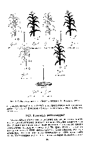 Рис. 10.5. <a href="/info/1115722">Получение двойных</a> гибридов у кукурузы (из Р. Сэджер, 1975)
