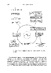Рис. 2-22. Схема жидкофазного пептидного синтеза по Муттеру и Байеру [473].