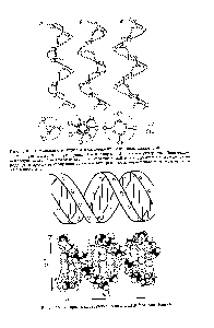 Рис. 7.8. <a href="/info/97145">Спиральная структура</a> изотактических виниловых полимеров
