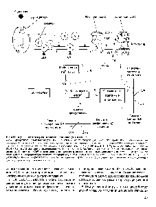 Рис. 6.12. <a href="/info/33340">Регуляция синтеза</a> и распада гликогена в печени адреналином и Са ".
