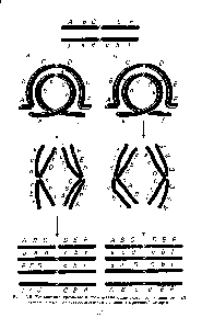 Рис. 13.8. Конъюгация хромосом и последствия одиночного (J4) и двойного (Б) кроссинговера при гетерозиготности по перицентрической инверсии