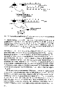 Рис. 32. Триптофановый оперон Е. соИ и <a href="/info/611995">механизм репрессии</a> конечным