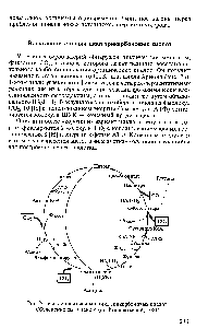 Рис. 76. <a href="/info/98163">Восстановительный цикл трикарбоновых кислот</a>. Объяснение см. в тексте (по Кондратьевой, 1981)