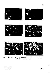 Рис. 16. Последовательные микрофотографии <a href="/info/1456558">процесса кристаллизации парафинового</a> дистиллята.