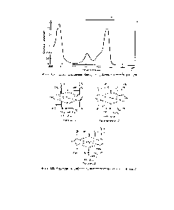 Фиг. 182. Спектр поглощения бактериохлорофилла в метаноле [44, 126].