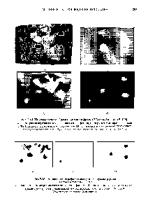 Рис. 9.14. ТК <a href="/info/279465">стандартного образца</a> настенной фрески "Голова Аполлона" [119] 