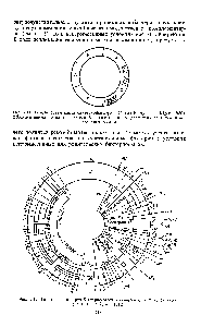 Рис. 9.12. <a href="/info/292869">Генетическая карта бактериофагов</a> X (снаружи) и ф 80 (внутри) (по В. Н. Рыбчину, 1982)