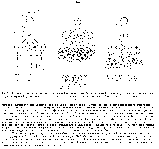 Рис. 21-15. Стратегия стволовой <a href="/info/1431966">кпетки</a> и ее роль в <a href="/info/166722">клеточной дифференцировке</a>, Два <a href="/info/1182345">типа нарушений</a>, которые могут приводить к характерной для рака неудержимой пролиферации, Следует отметить, что <a href="/info/862503">повышенная скорость</a> деления <a href="/info/100372">стволовой клетки</a> сама по себе не приводит к такому