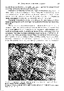 Рис. 13. Двухмодовое течение, наблюдавшееся B. . Бердниковым и В. А. Марковым в эксперименте с этиловым спиртом 