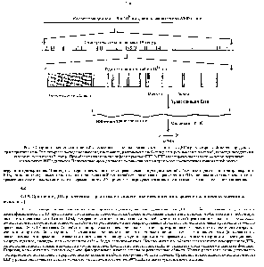Рис. 9-7. <a href="/info/98346">Организация генов</a> в типичной хромосоме позвоночных. Белки, связьшающиеся с ДЕПС в <a href="/info/1902219">регуляторных областях</a>, определяют <a href="/info/32636">транскрипцию гена</a>. <a href="/info/33271">Регуляторные последовательности</a>, как правило, расположены на 5 -<a href="/info/1409022">конце гена</a> (как показано на схеме), но могут находиться в нитронах, экзонах и на З -конце. При <a href="/info/290407">образовании молекул</a> информационной РНК (мРНК) последовательности ингро-нов из <a href="/info/33530">первичных транскриптов</a> РНК удаляются. Приведенные здесь данные по количеству тенов в хромосоме соответствуют минимальной оценке.