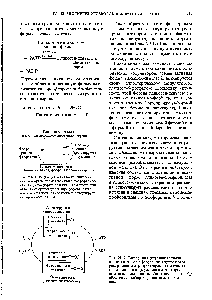 Рис. 20-12. Реципрокная <a href="/info/98577">регуляция гликоген</a>-синтазы и гликоген-фосфорилазы <a href="/info/1320425">путем фосфорилирования</a> и дефосфорилирования. <a href="/info/1302348">Активная форма</a> каждого из ферментов показана красным, неактивная-черным. Символом —О—0 обозначены фосфорилированные остатки серина.