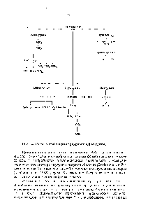 Рис. 14. <a href="/info/98574">Схема метаболизма</a> арахидоновой КИСЛОТЫ.