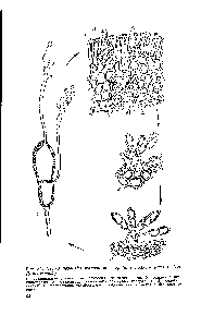 Рис. 35, Схема развития ржавчинного гриба с полным циклом (по Дементьевой)