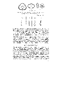 Рис. 5.18. Молекулы Н2О (а), СО2 (б) и СбНе (в), окантованные ван-дер-ваальсовыми радиусами