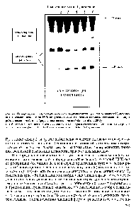 Рис. 85. Обнаружение и характеристика экстрахромосомных <a href="/info/200241">трансгенов мышей</a> Р2-поколе-ния, потомков основателя № 1, <a href="/info/1518405">полученного после</a> переноса в пронуклеус мыши плазмиды рг8а с помощью блот-гибридизационного анализа (Nikolaev et al., 2003)