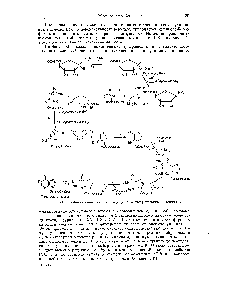 Фиг. 149. <a href="/info/188015">Метаболический путь</a>, приводящий к синтезу инозиновой кислоты.