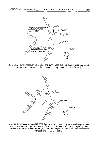 Рис. 12.3. Модель продуктивного <a href="/info/173355">тройного комплекса</a> алкогольдегидрогеназы из печени лошади. Предполагается, что ионизированный спирт замешает связанную с цинком <a href="/info/5256">молекулу воды</a>, изображенную на рис. 12.2. (С любезного разрешения С.-1. Вгап(1ёп.)