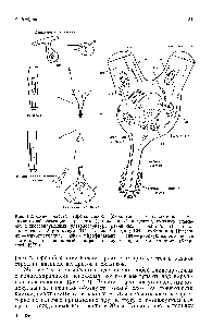 Рис. 4.2. <a href="/info/230617">Схемы частей</a> нейрона. Нейрон (окрашенный по Гольджи или внутриклеточной инъекцией красителей), показанный в центре, окружен схемами, иллюстрирующими ультраструктуру различных его частей. ЭР —<a href="/info/105632">эндоплазматический ретикулум</a> ТГ — тельце Гольджи СН — <a href="/info/188140">субстанция Ниссля</a> мт — микротрубочка нф — нейрофиламент рнч — <a href="/info/1339196">рибонуклеопротеиновые-частицы</a> ша — шипиковый аппарат п —пузырьки, м — митохондрия. (Shep- herd, 1979.)