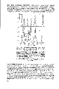 Рис. 15. <a href="/info/39784">Хроматографическое разделение</a> фракций три- и тетрануклеотидов на целлюлозе [41] (рис. 20).